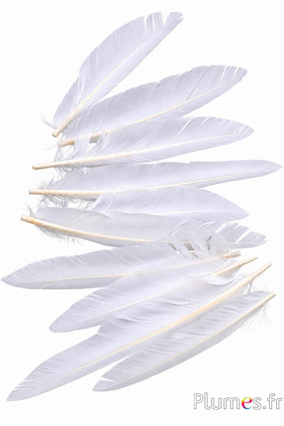 Gans kop - 15-20 cm - wit